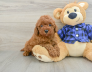 5 week old Mini Irish Doodle Puppy For Sale - Lone Star Pups
