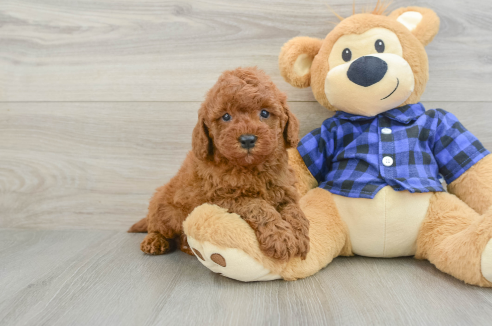 6 week old Mini Irish Doodle Puppy For Sale - Lone Star Pups