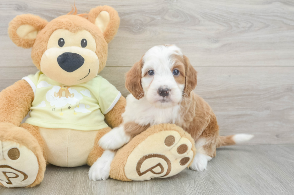 6 week old Mini Irish Doodle Puppy For Sale - Lone Star Pups
