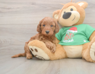 5 week old Mini Irish Doodle Puppy For Sale - Lone Star Pups