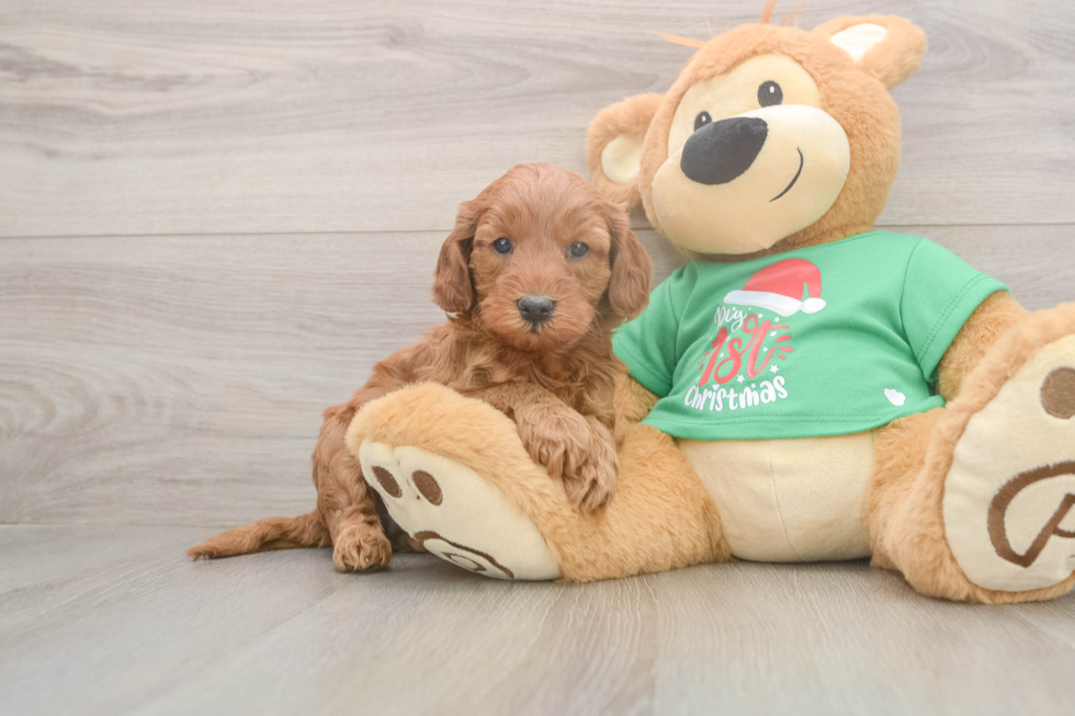 Friendly Mini Irish Doodle Baby