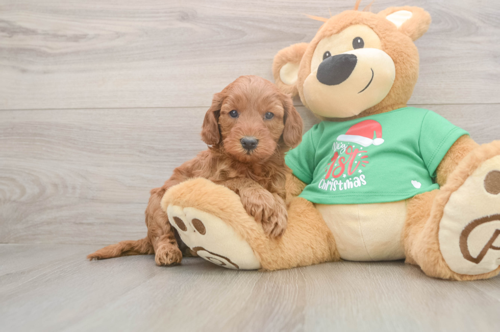 5 week old Mini Irish Doodle Puppy For Sale - Lone Star Pups