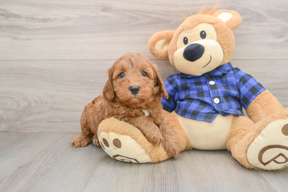 Mini Irish Doodle Puppy for Adoption