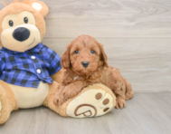 5 week old Mini Irish Doodle Puppy For Sale - Lone Star Pups