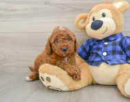 5 week old Mini Irish Doodle Puppy For Sale - Lone Star Pups