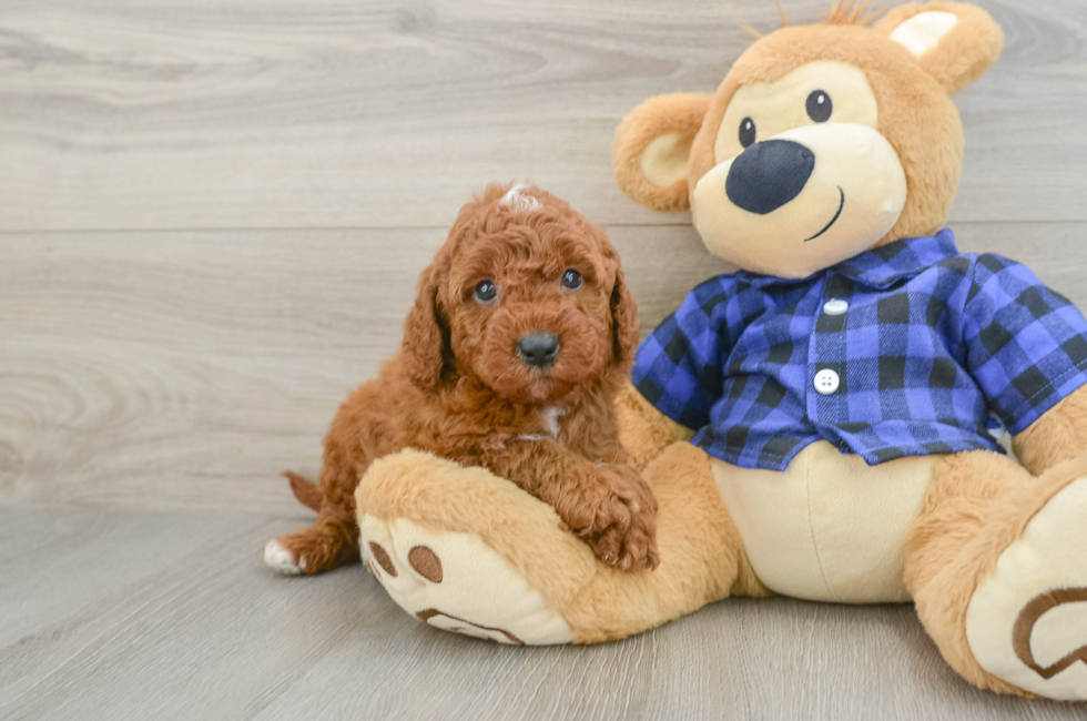 6 week old Mini Irish Doodle Puppy For Sale - Lone Star Pups