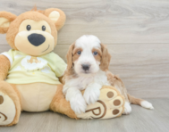 5 week old Mini Irish Doodle Puppy For Sale - Lone Star Pups