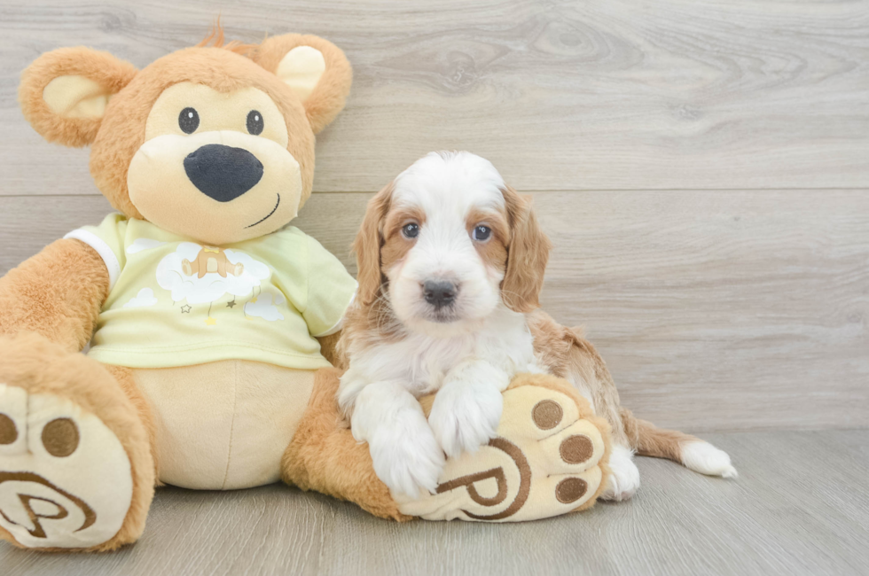 6 week old Mini Irish Doodle Puppy For Sale - Lone Star Pups