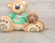 5 week old Mini Irish Doodle Puppy For Sale - Lone Star Pups