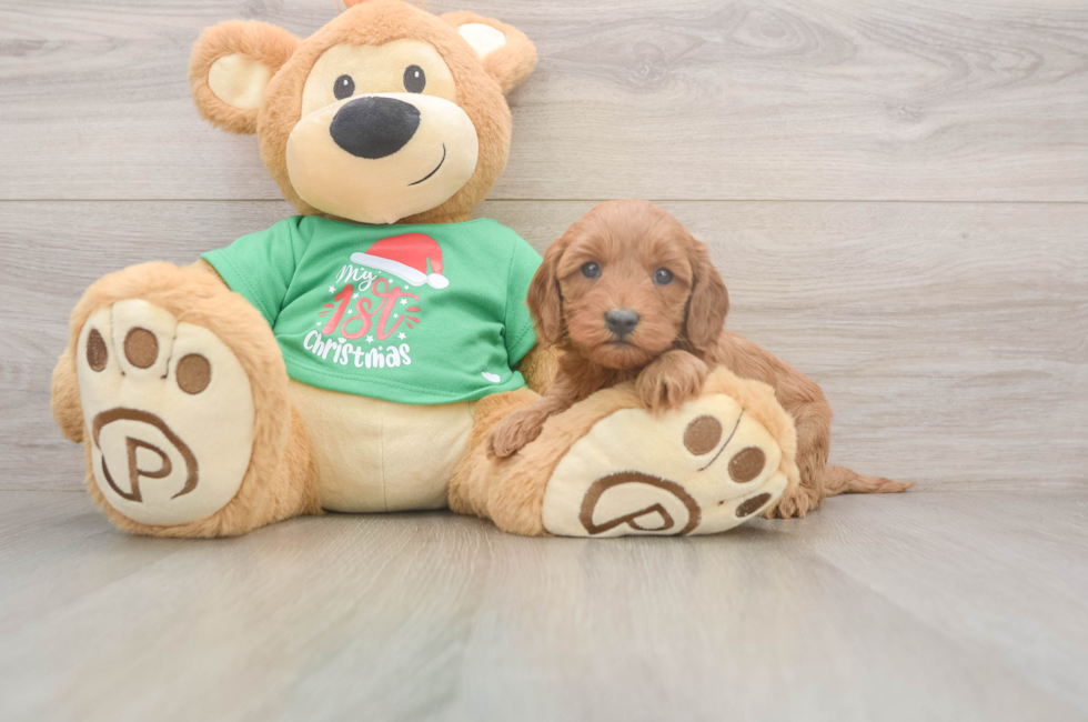 5 week old Mini Irish Doodle Puppy For Sale - Lone Star Pups