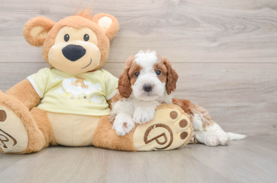 Best Mini Irish Doodle Baby