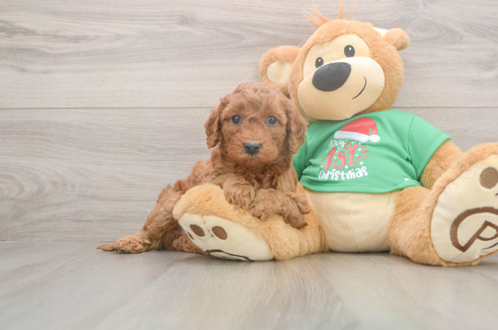 5 week old Mini Irish Doodle Puppy For Sale - Lone Star Pups