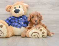 5 week old Mini Irish Doodle Puppy For Sale - Lone Star Pups