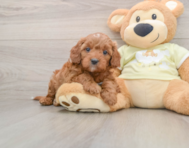 8 week old Mini Irish Doodle Puppy For Sale - Lone Star Pups