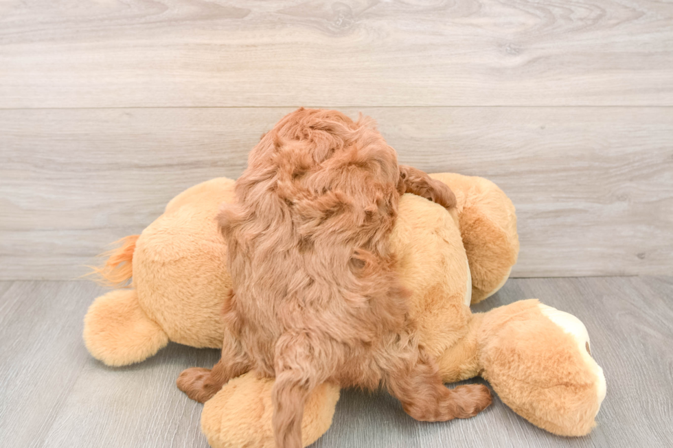 Best Mini Irish Doodle Baby