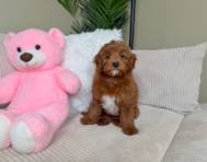 10 week old Mini Irish Doodle Puppy For Sale - Lone Star Pups