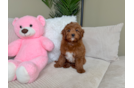 Energetic Setterdoodle Poodle Mix Puppy