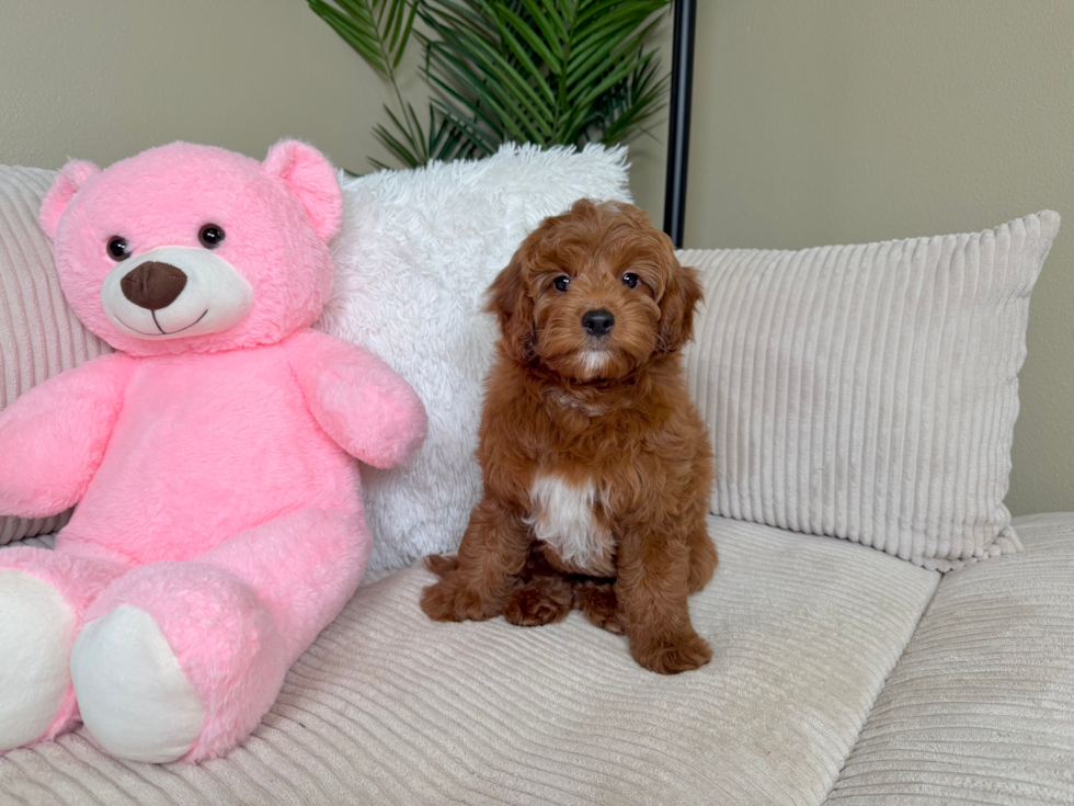 Energetic Setterdoodle Poodle Mix Puppy