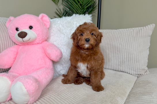 Energetic Setterdoodle Poodle Mix Puppy