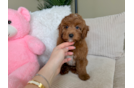 Mini Irish Doodle Puppy for Adoption