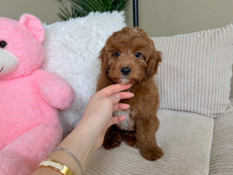 Mini Irish Doodle Puppy for Adoption