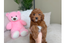 Mini Irish Doodle Pup Being Cute