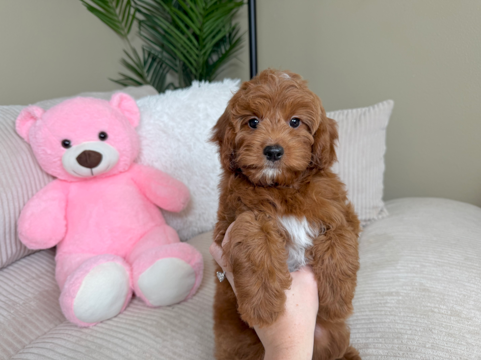 Mini Irish Doodle Pup Being Cute