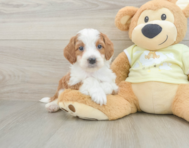 6 week old Mini Irish Doodle Puppy For Sale - Lone Star Pups