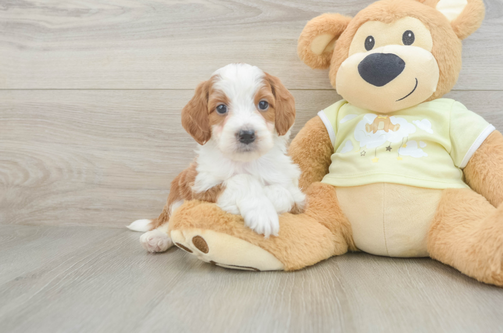 6 week old Mini Irish Doodle Puppy For Sale - Lone Star Pups