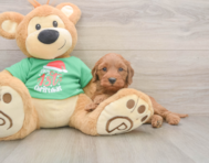 5 week old Mini Irish Doodle Puppy For Sale - Lone Star Pups