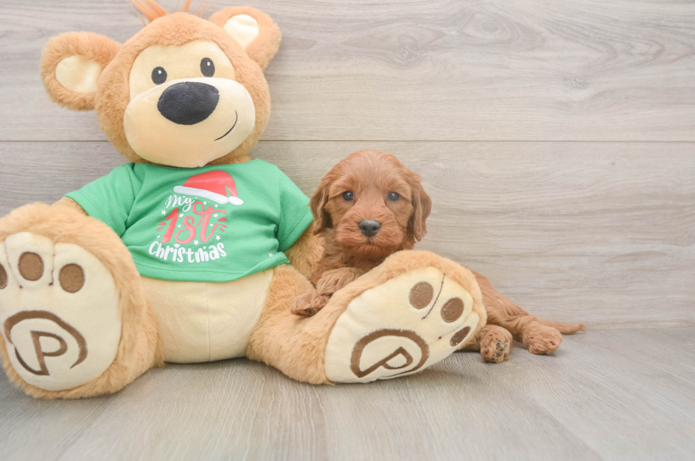 5 week old Mini Irish Doodle Puppy For Sale - Lone Star Pups