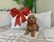 8 week old Mini Irish Doodle Puppy For Sale - Lone Star Pups