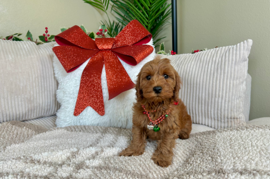 Friendly Mini Irish Doodle Baby