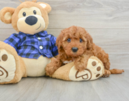 6 week old Mini Irish Doodle Puppy For Sale - Lone Star Pups