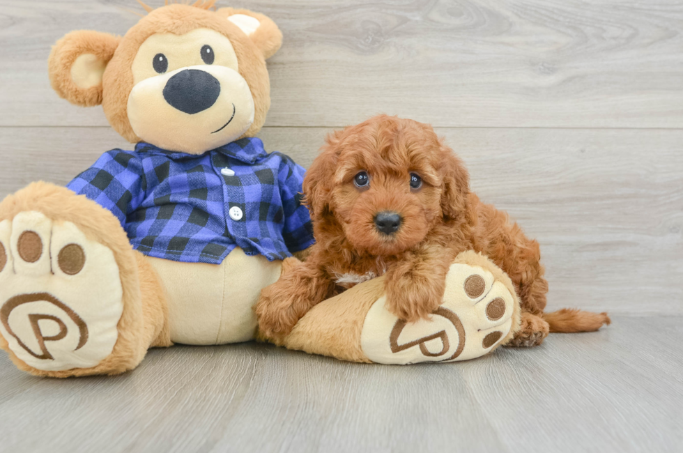 6 week old Mini Irish Doodle Puppy For Sale - Lone Star Pups