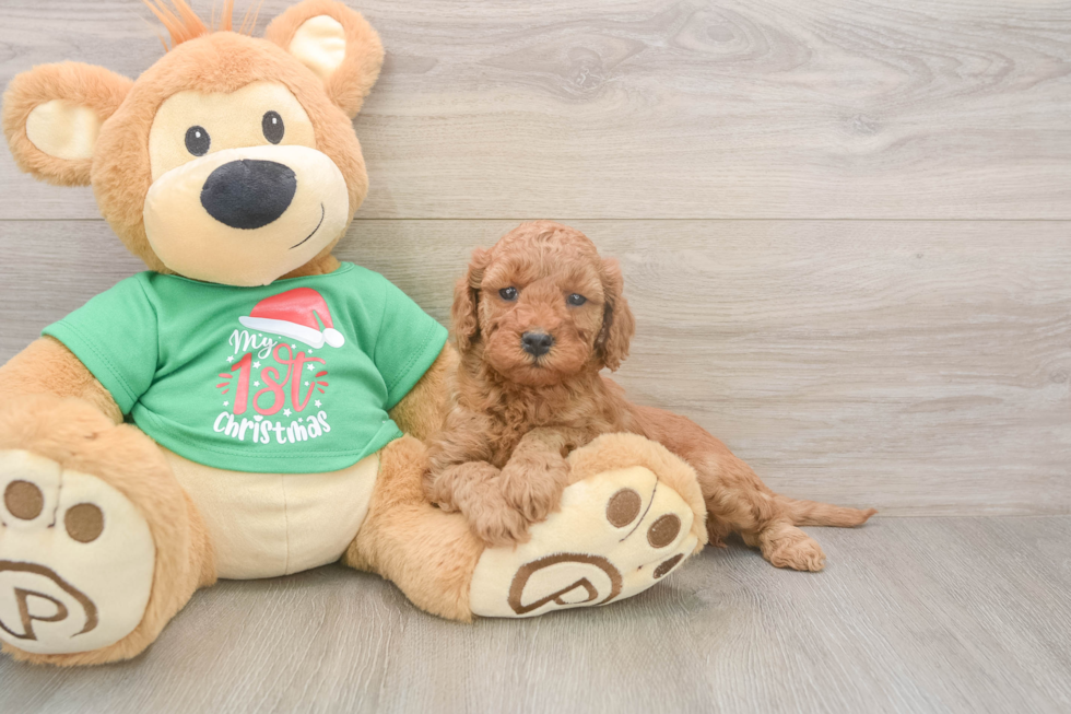 Best Mini Irish Doodle Baby