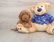 6 week old Mini Irish Doodle Puppy For Sale - Lone Star Pups