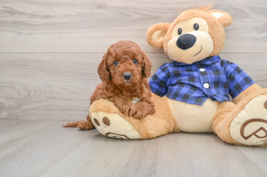 Best Mini Irish Doodle Baby