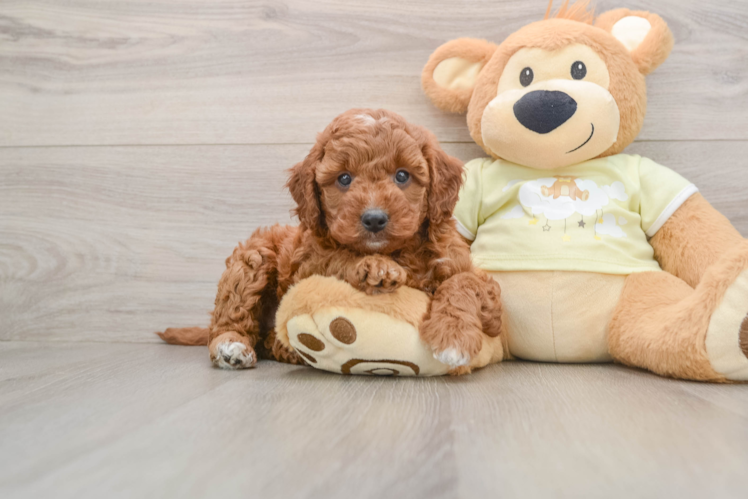 Petite Mini Irish Doodle Poodle Mix Pup