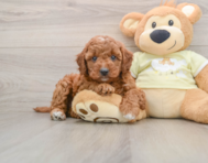 8 week old Mini Irish Doodle Puppy For Sale - Lone Star Pups