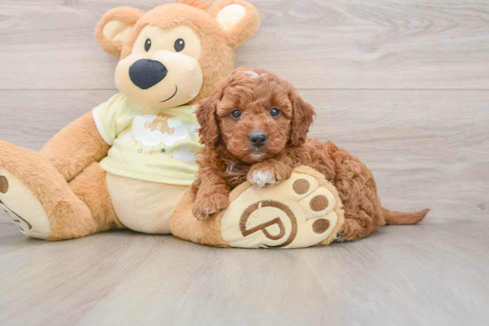 Mini Irish Doodle Puppy for Adoption