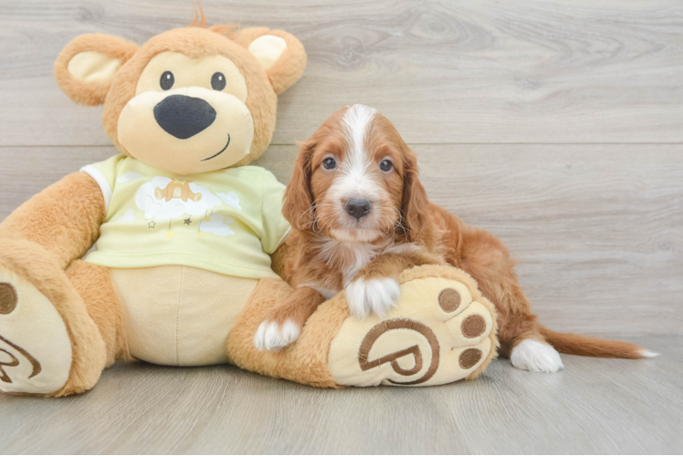 Mini Irish Doodle Puppy for Adoption