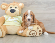 7 week old Mini Irish Doodle Puppy For Sale - Lone Star Pups