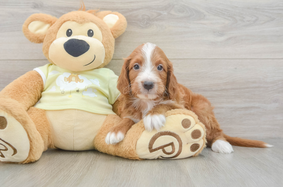 6 week old Mini Irish Doodle Puppy For Sale - Lone Star Pups