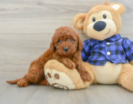 5 week old Mini Irish Doodle Puppy For Sale - Lone Star Pups