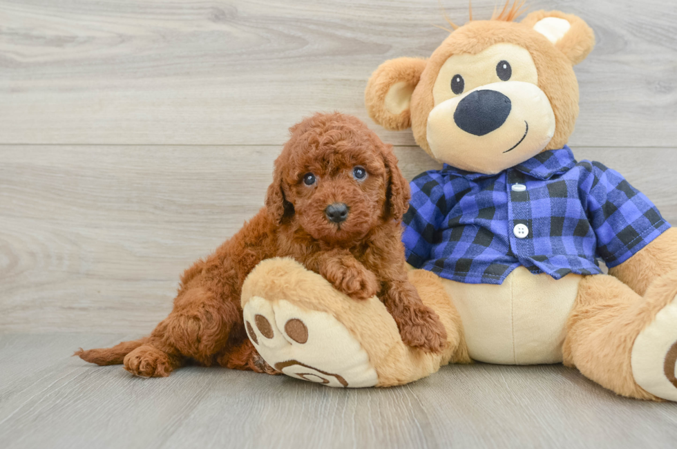 6 week old Mini Irish Doodle Puppy For Sale - Lone Star Pups