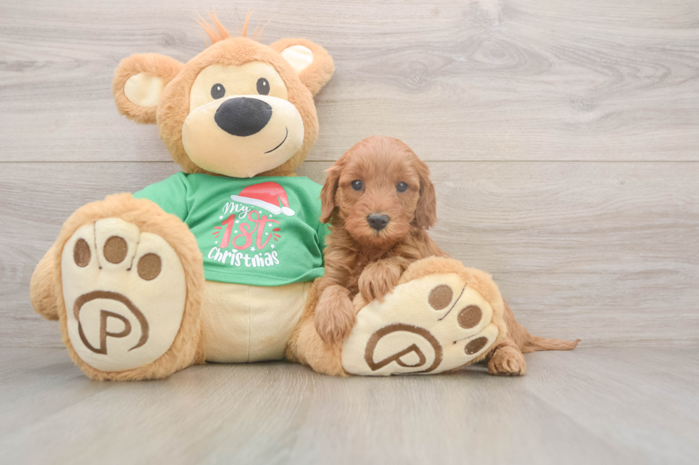 Happy Mini Irish Doodle Baby