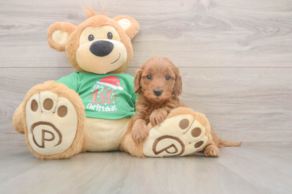 5 week old Mini Irish Doodle Puppy For Sale - Lone Star Pups