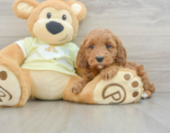 6 week old Mini Irish Doodle Puppy For Sale - Lone Star Pups