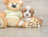 5 week old Mini Irish Doodle Puppy For Sale - Lone Star Pups
